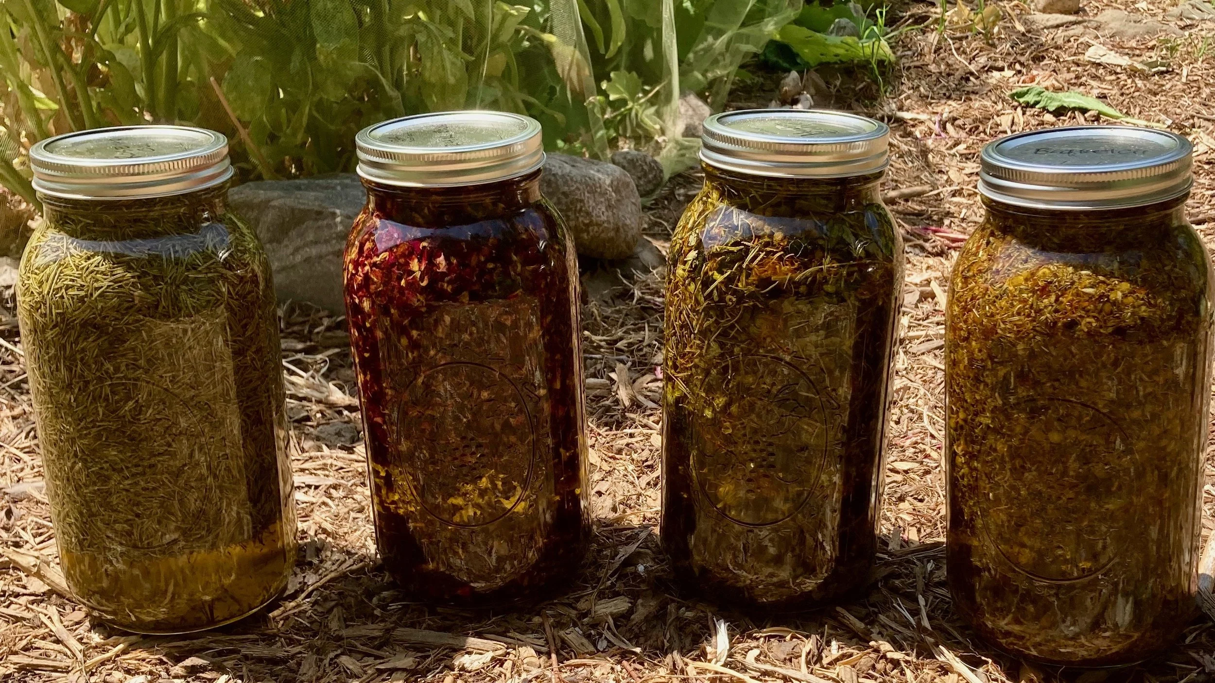 Homemade Herbal Oils and Salves: Solar Infusion Technique for Botanical Oils