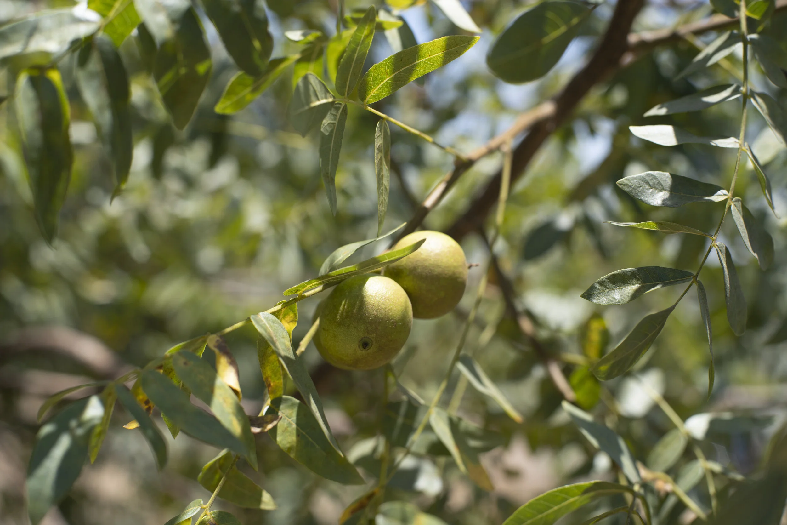 Membership — El Sereno Community Land Trust Permanent Affordable