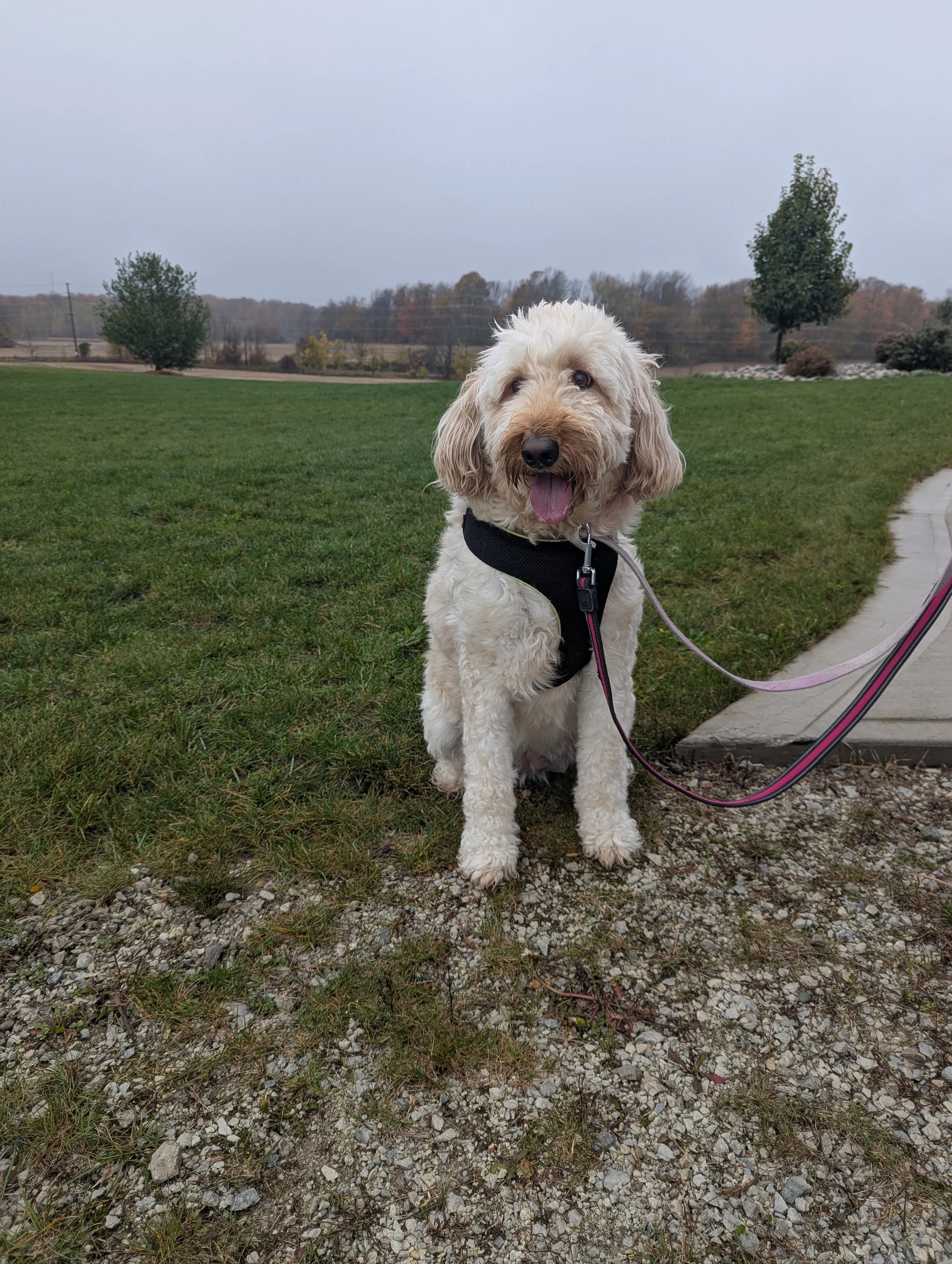 Marley