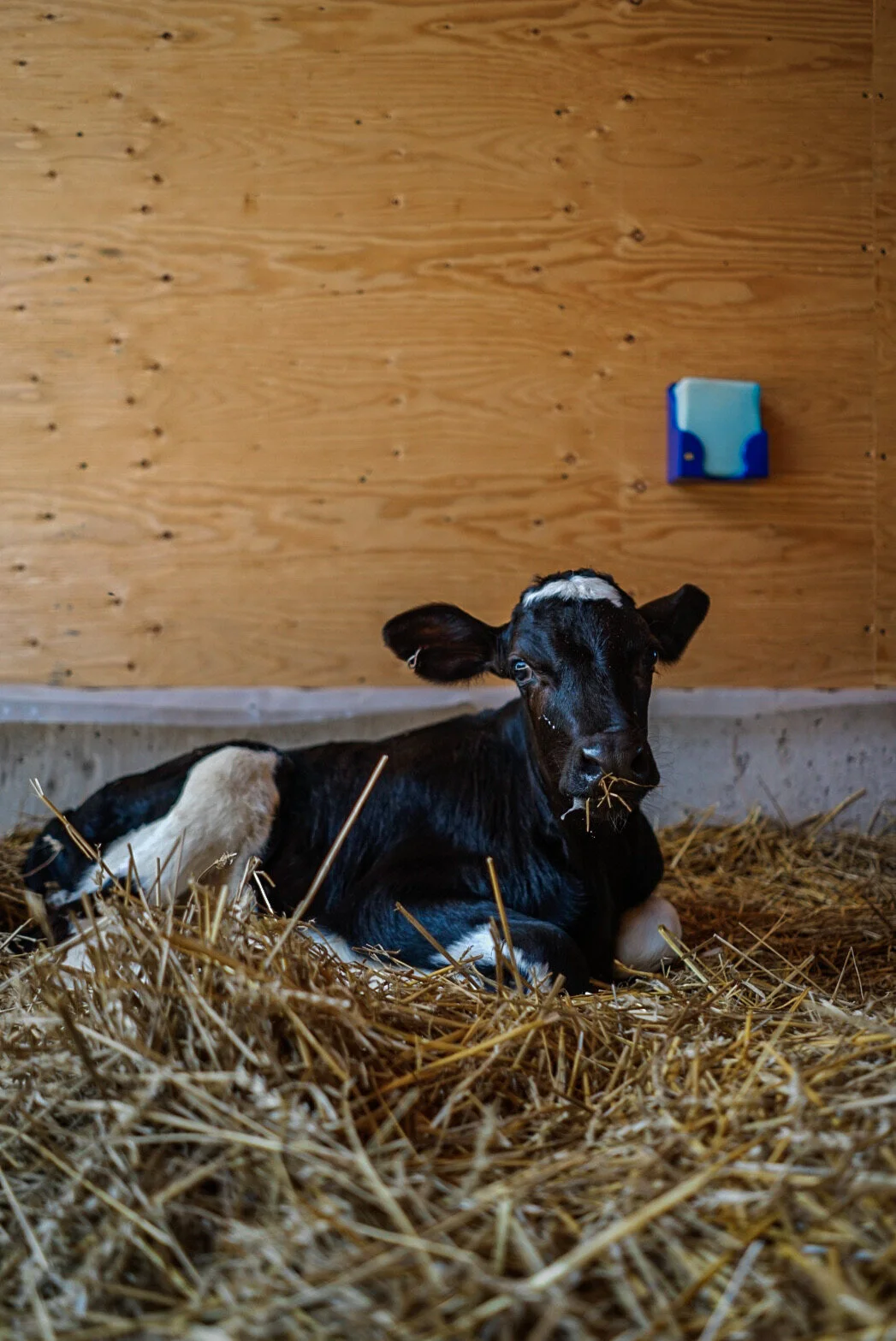 Second Chance Animal Sanctuary And Rescue