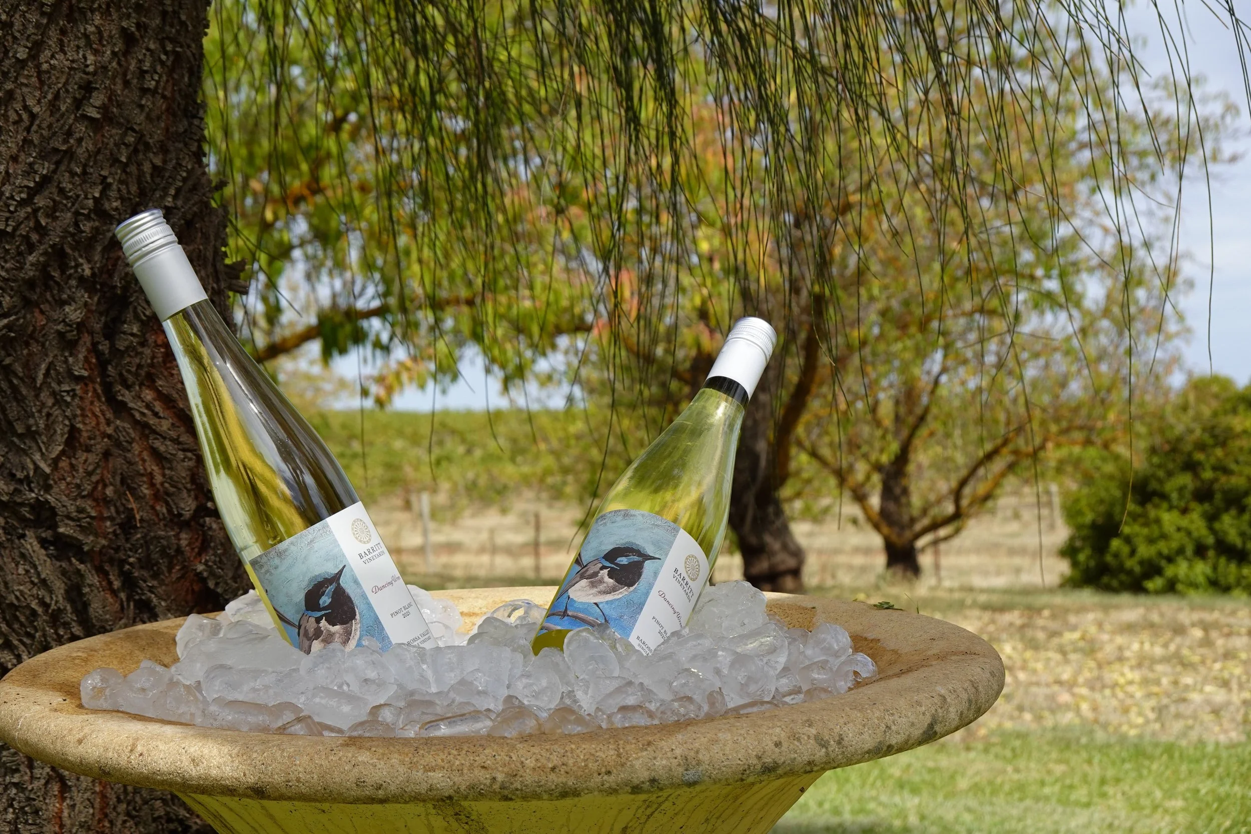 Our Dancing Wren Pinot Blanc, part of our Artist Collection with artwork by Nathan Teague, beautifully captures the charm of the little blue wrens that often tip-tap on our cottage window or in the birdbath nearby as we enjoy our morning coffee.🐥☕️
