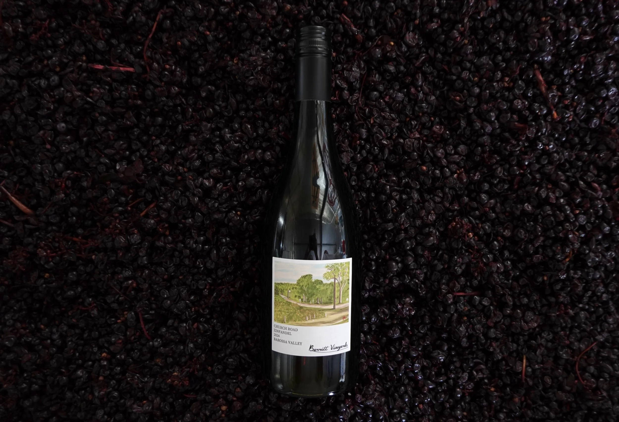 Zinfandel is one of the five emerging grape varieties we grow at Barritt Vineyards! 🍷🍇

Zinfandel is most famously known as an iconic Californian wine, however the same grape is also called Primitivo in Italy, and Crljenak Ka&scaron;telanski in Cro