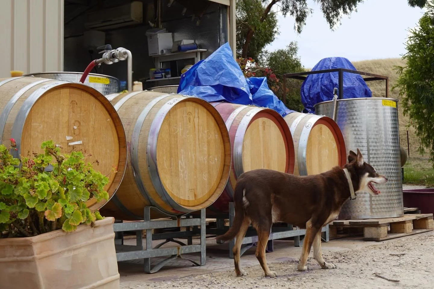 Tilly: self-appointed Head of Operations 🐕🫡
Not sure if she&rsquo;s helping, but delivering plenty of paw-sitive distractions 🐾🍷

#barossavalley #australianwine #harvestseason #barrittvineyards #winerydog