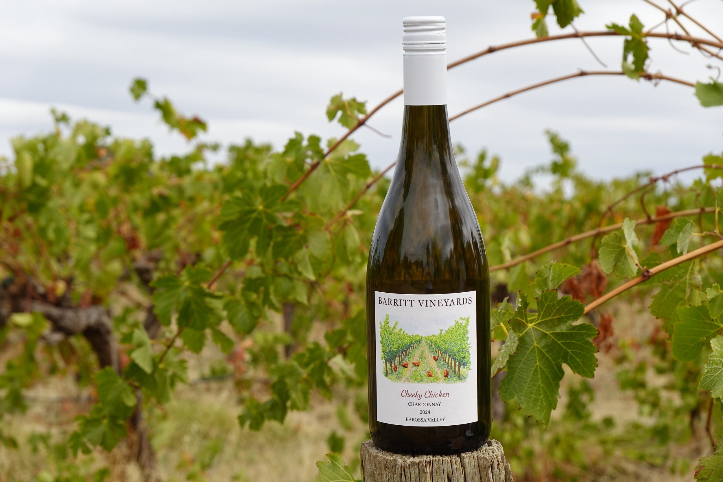 Our Cheeky Chicken Chardonnay is part of our Artist Collection, and named after our family&rsquo;s much-loved Brown Isa chickens. They roamed through our Barossa Valley vineyard and now live by the sea with our daughter and grandchildren!🐓🥂

The 20