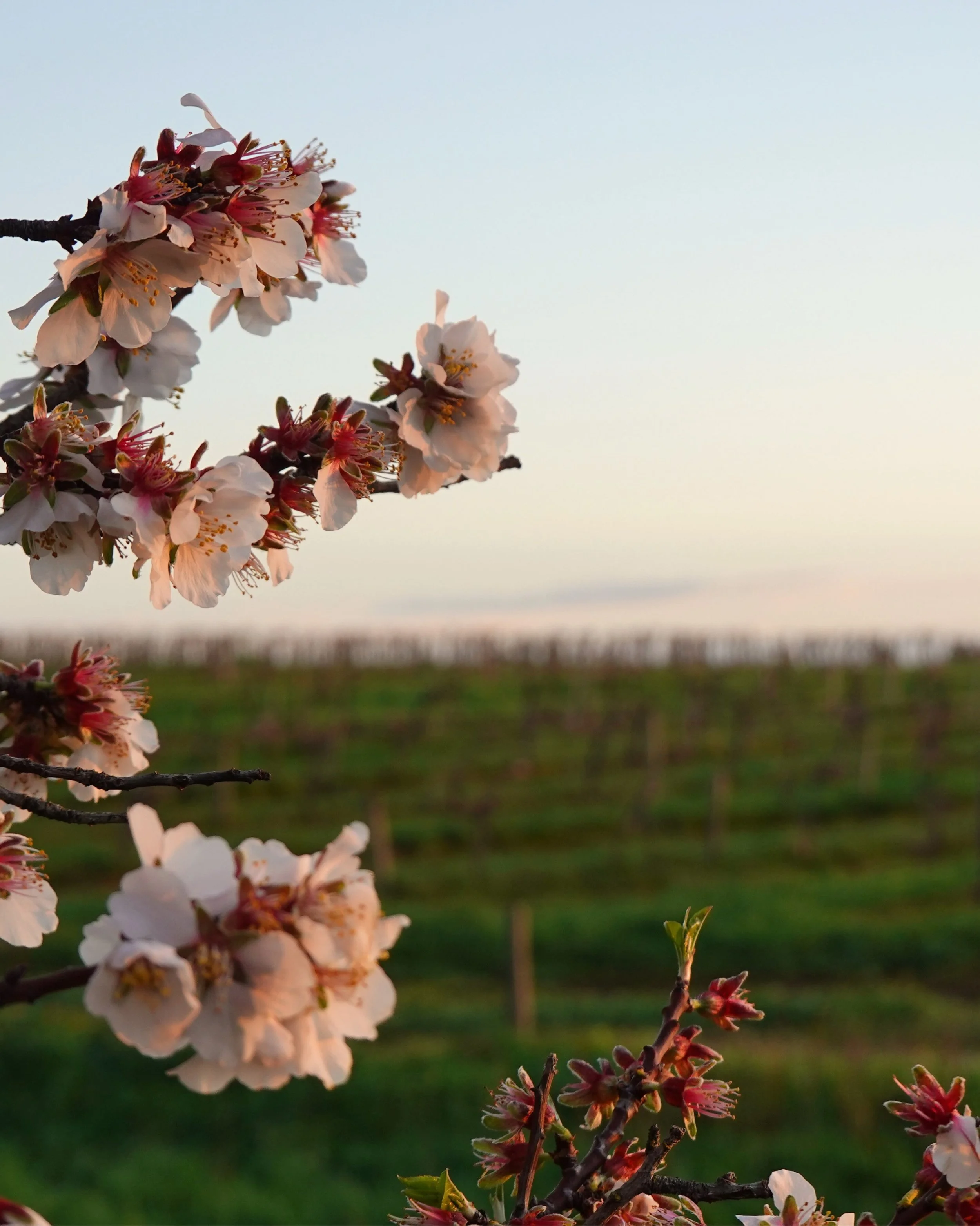 Just two days until spring, and we&rsquo;re already getting an early taste, with our almond blossoms well and truly in bloom! 🌸

Despite the rain, they&rsquo;ve been surprisingly resilient, and as the petals begin to fall, we always say the ground l