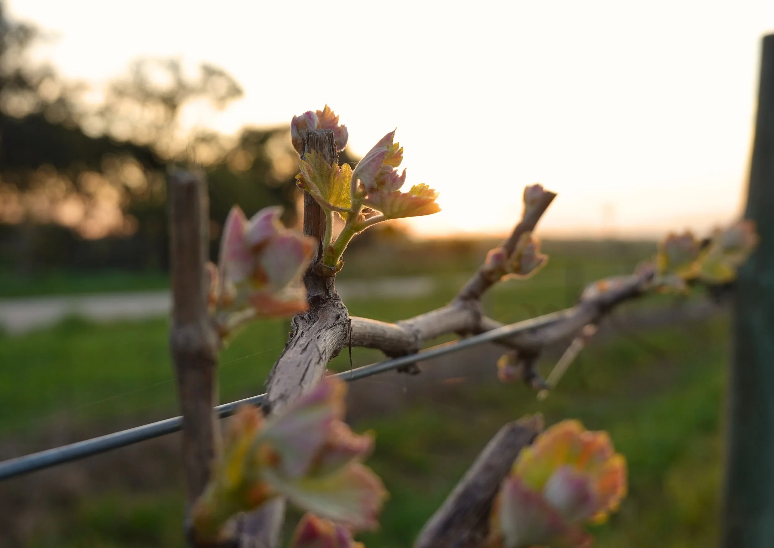The first shoots are appearing in the vineyard, with longer days and this lovely warm weather encouraging growth all around our Nicolai home! 🌱🌺

#barossavalley #smallwinemaker #boutiquewinery #barossawine #barossawinery