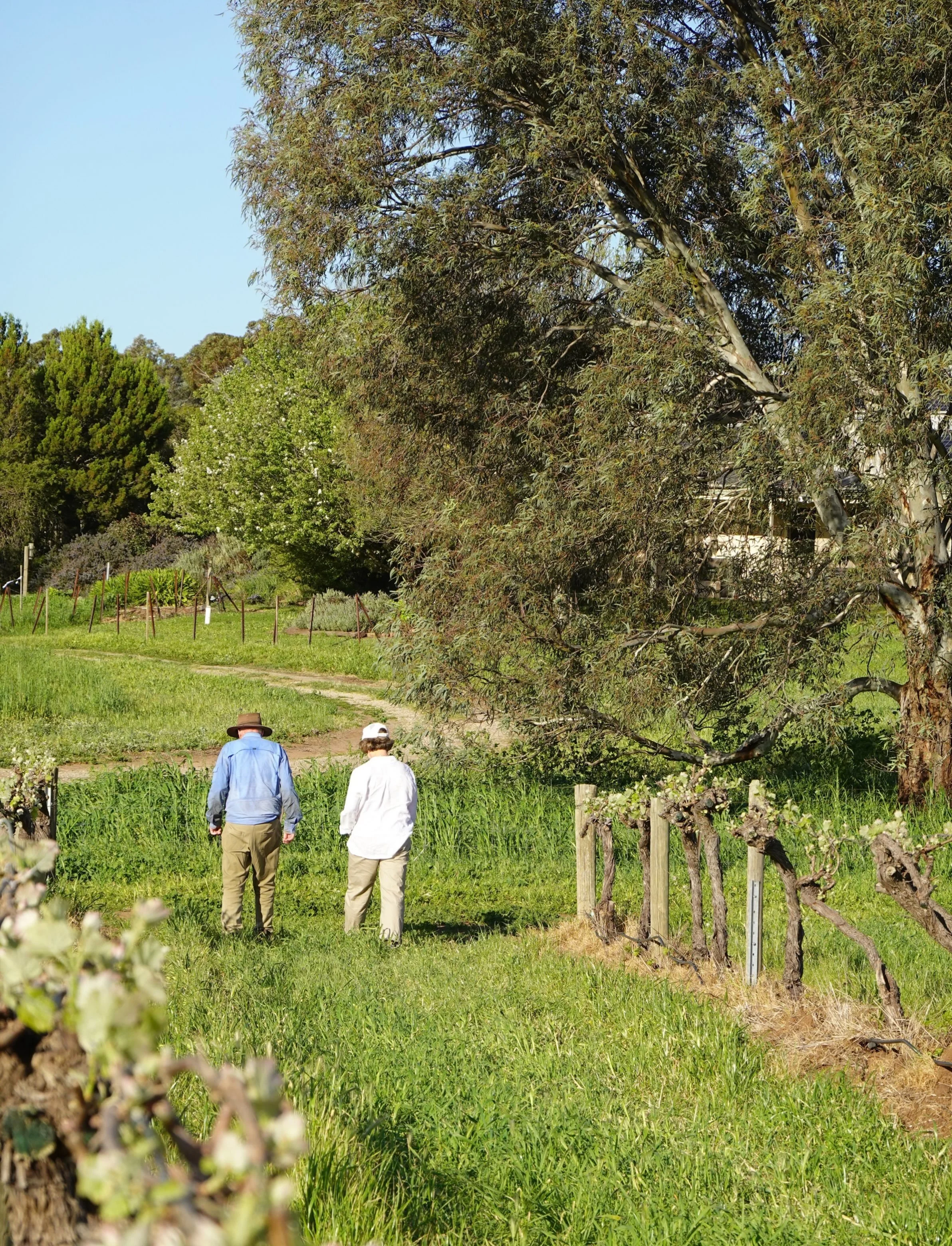 It was lovely to have visitors join Greg for a tasting and a walk around the vineyard and winery on such a beautiful spring day. We always enjoy showing people around, especially as we begin to see the vineyard coming to life again!

#barossavalley #