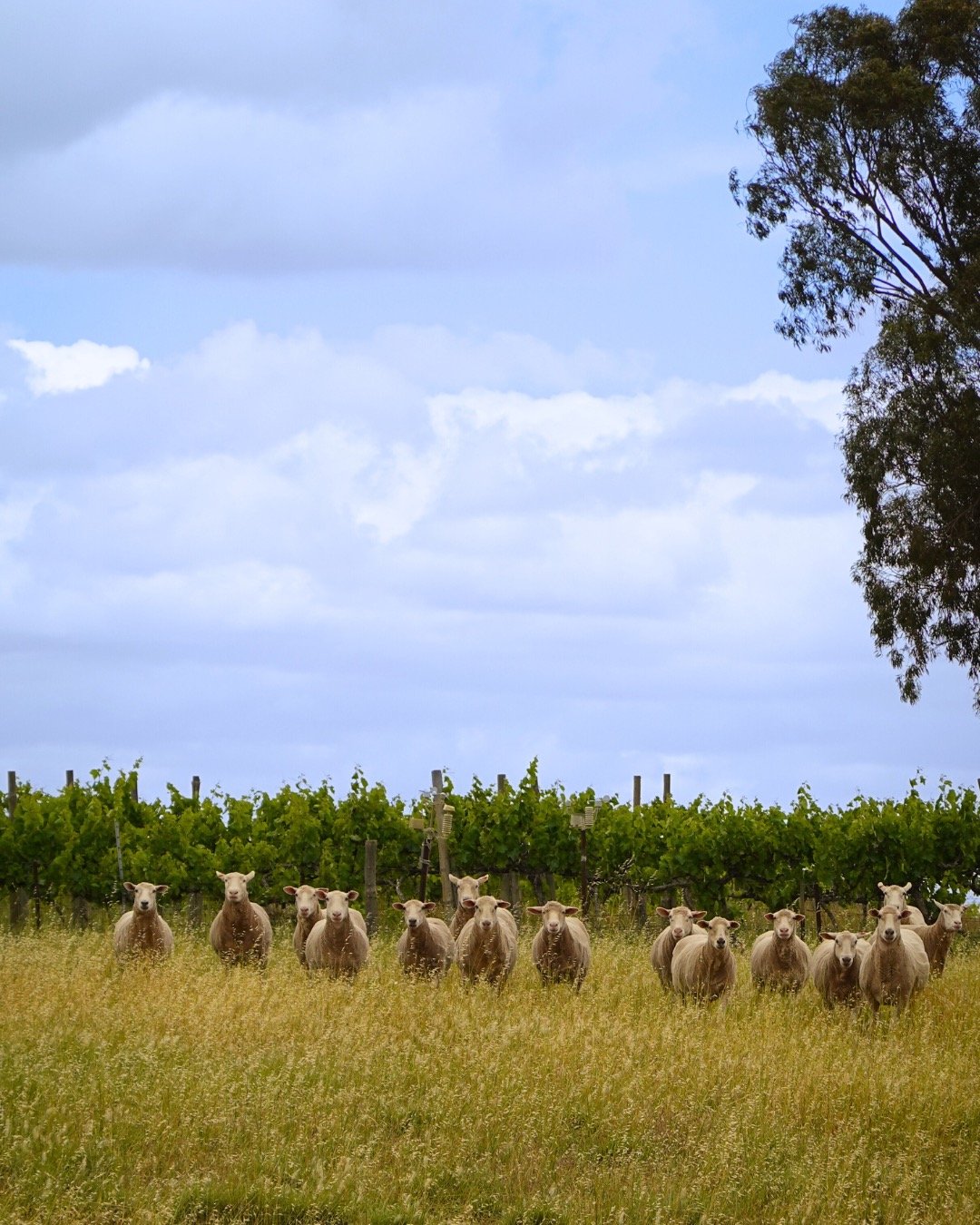 Untitled design.jpeg