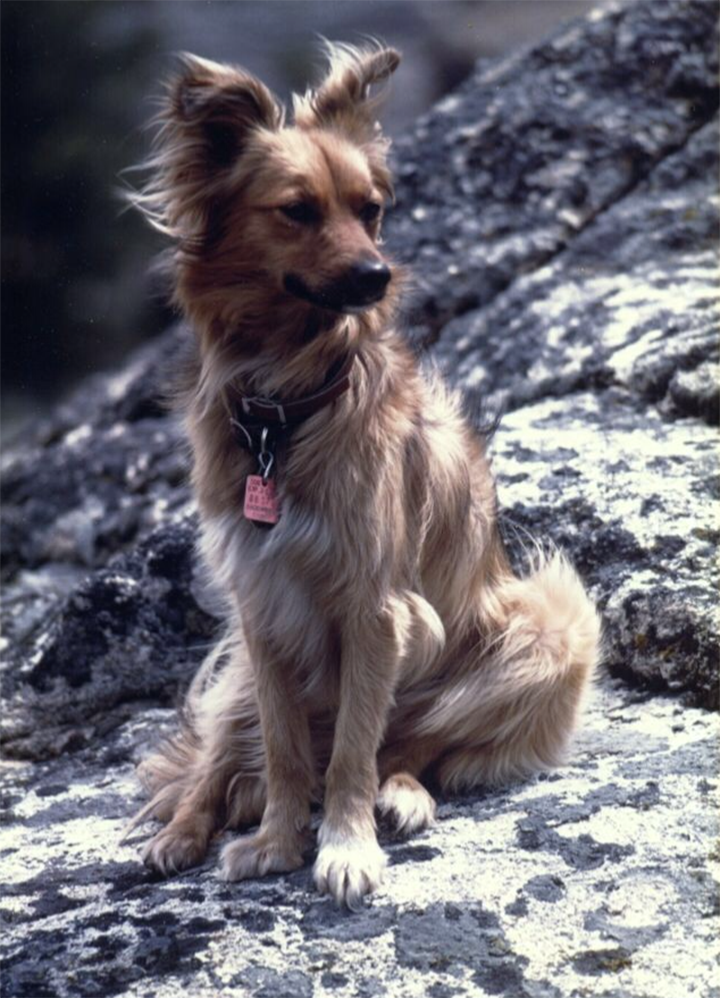 A beautiful golden brown dog has her ears perked up and hair being blown by a gentle breeze, sitting on some grey and white rocks in the Sierra Nevada mountains