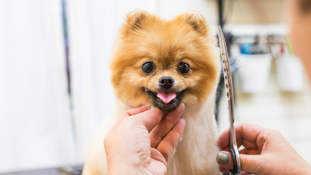 Pet Grooming Dubai — Bath and Bubbles