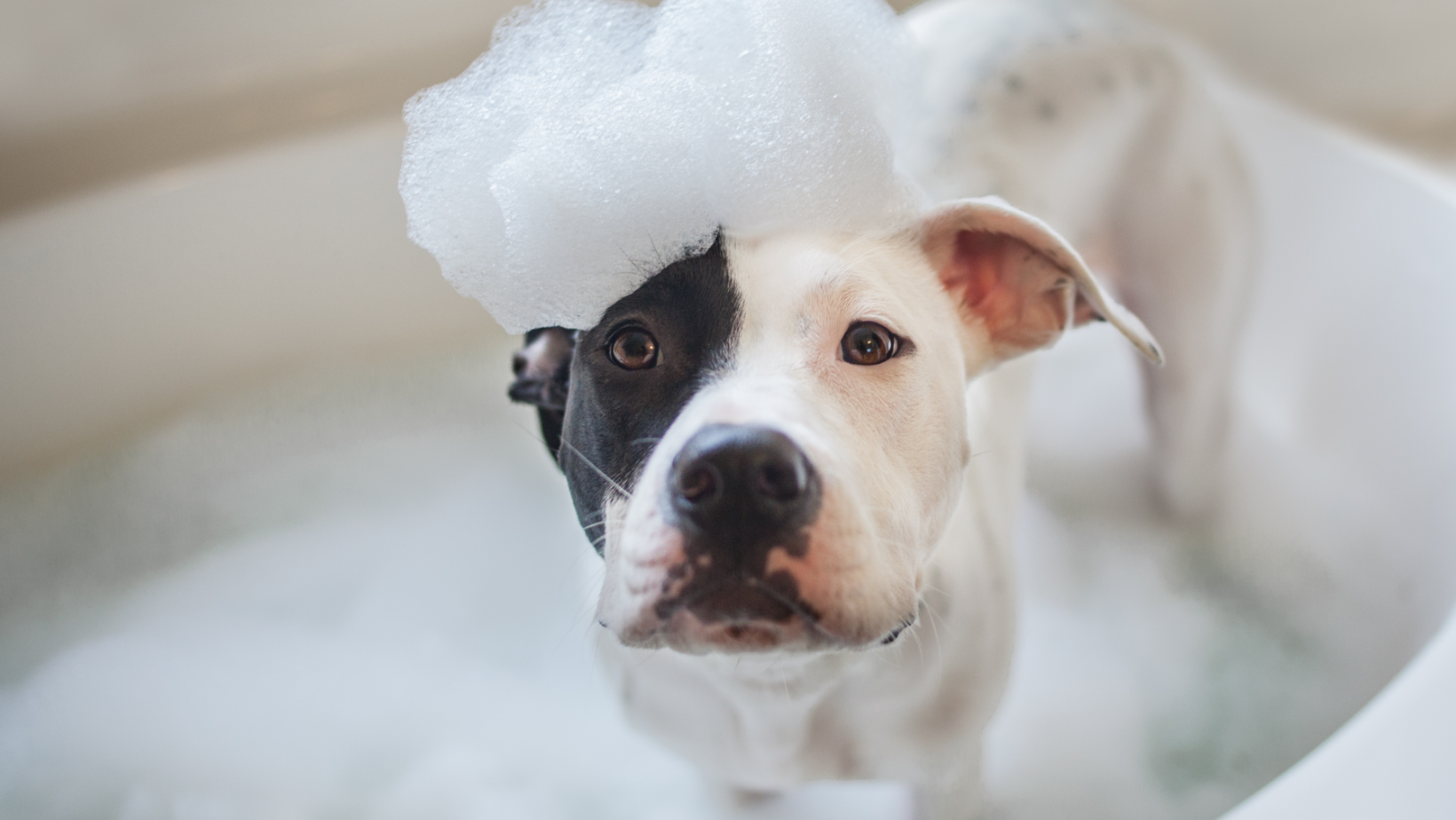 Bath and Bubbles-Best Personalised Mobile Pet Grooming Dubai