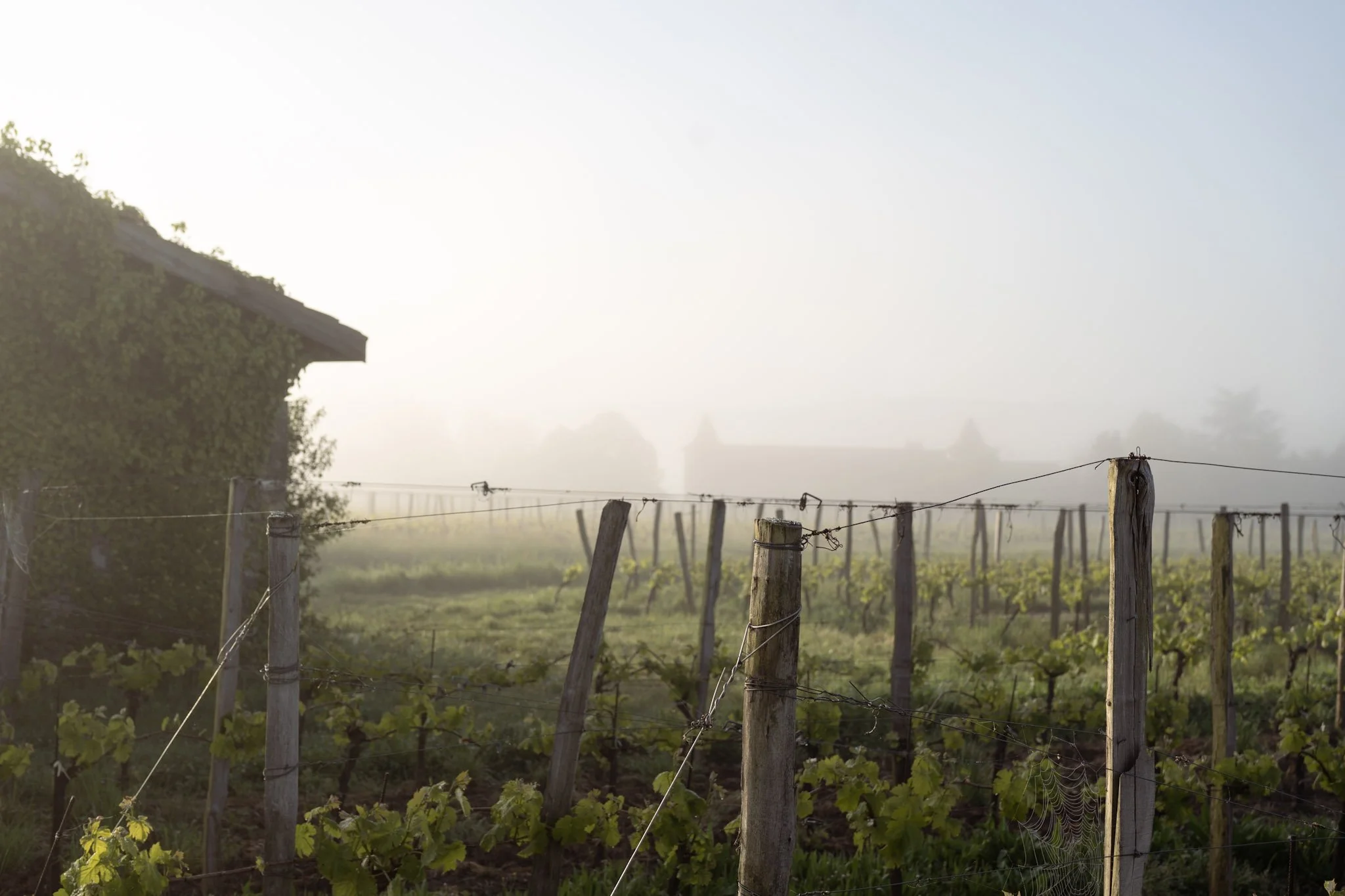 Vignoble dans la brume matinale avec des rangées de vignes soutenues par des piquets en bois et un filet de protection.