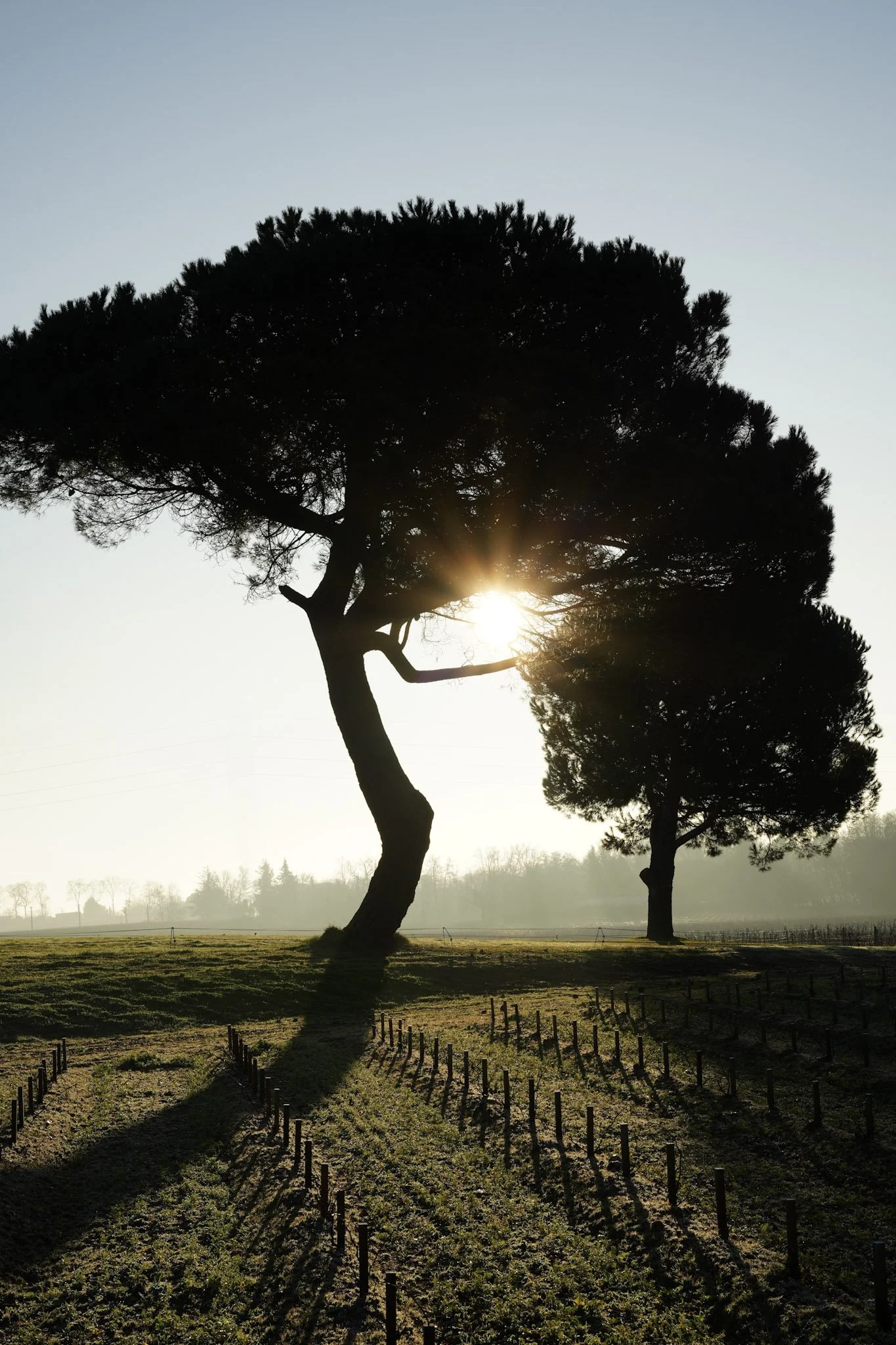 Deux grands arbres isolés dans un champ lors du coucher du soleil, avec le soleil visible à travers les branches.