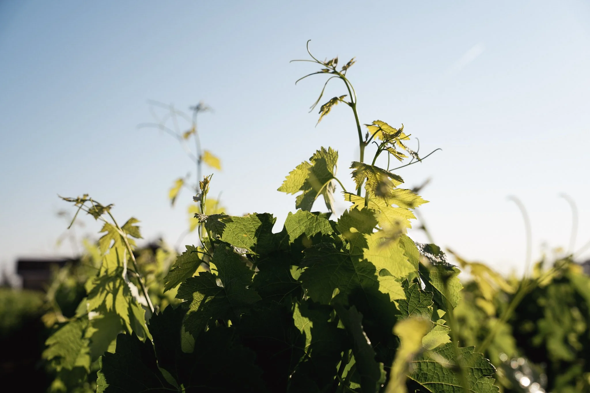 Vignes vertes sous un ciel clair, éclairées par le soleil.
