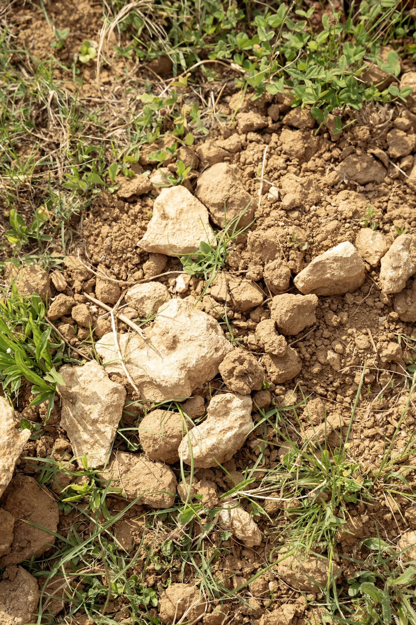 Sol sec, avec des cailloux et de petites herbes vertes