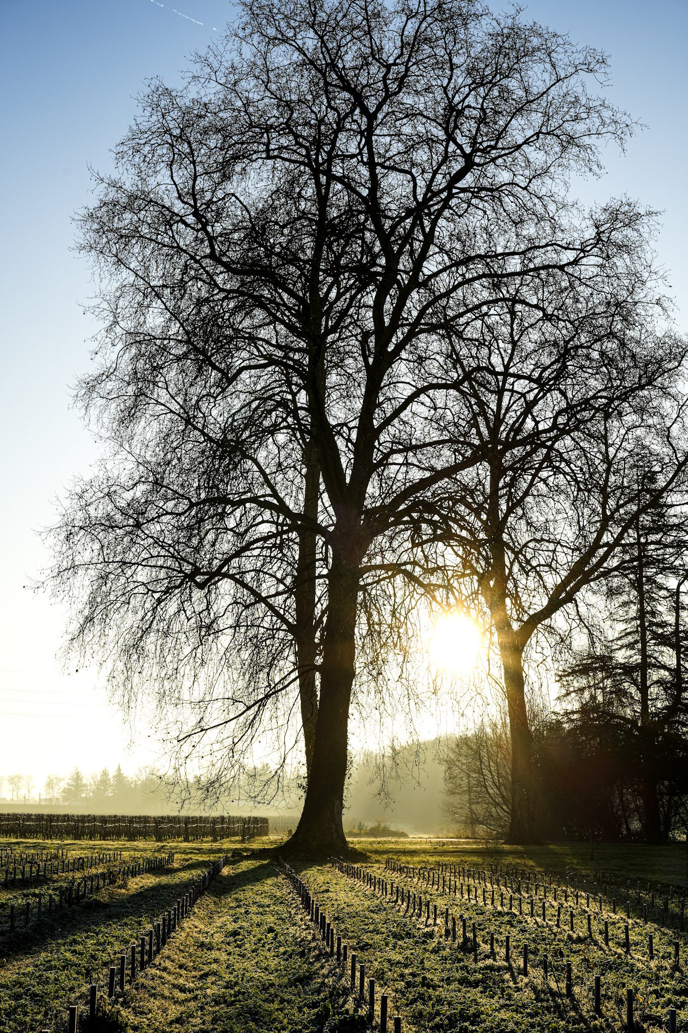 Arbre nu avec le soleil couchant derrière, champ orné de petites haies, en arrière-plan un horizon avec des arbres et une légère brume.