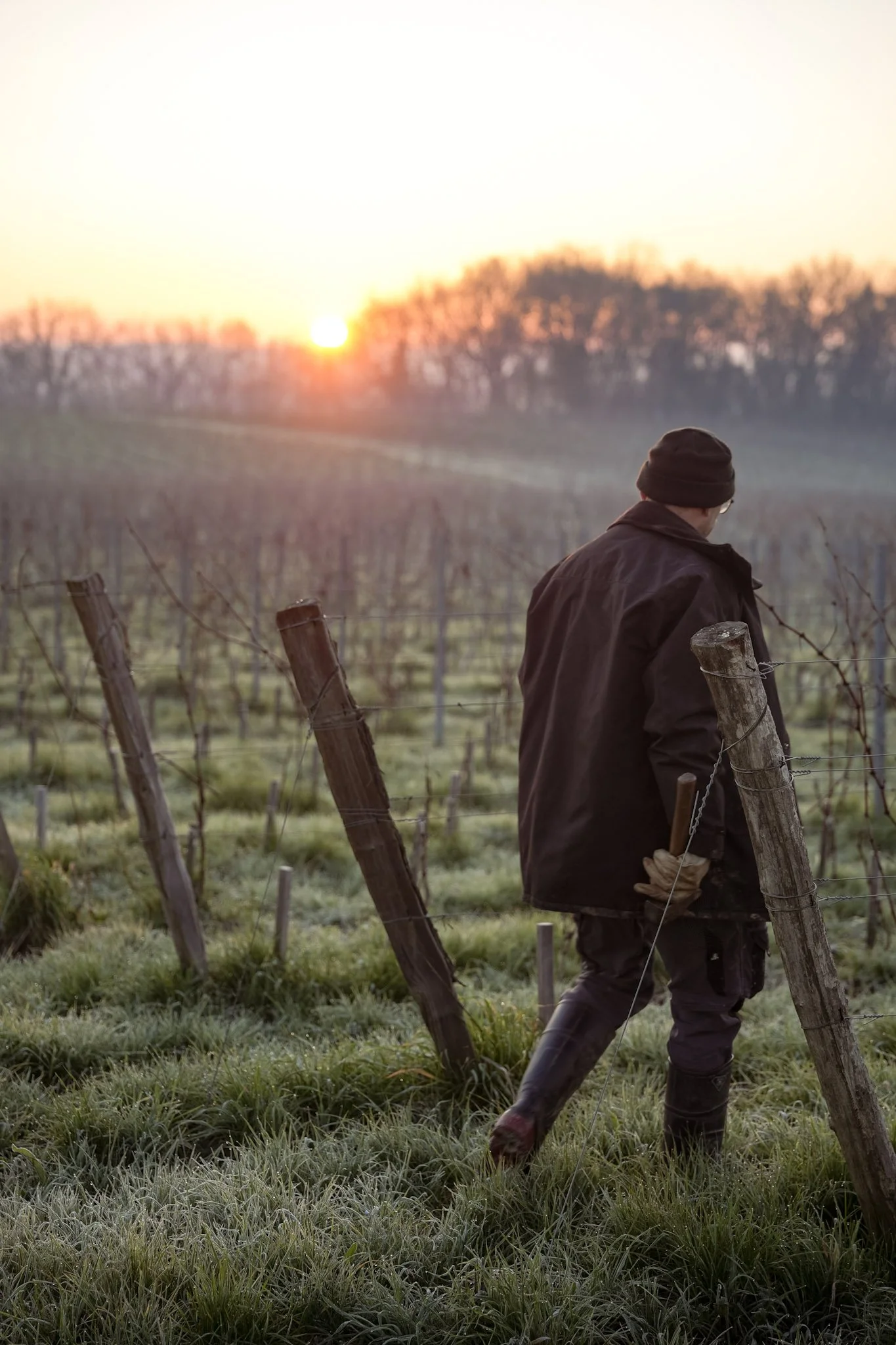 Un homme vêtu de noir dans une vigne au lever du soleil