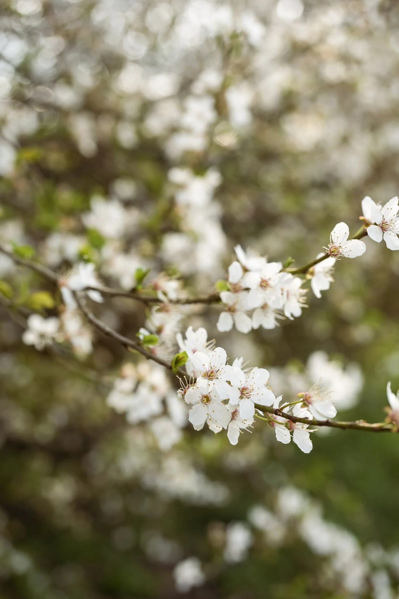 Fleurs blanches de cerisier en plein floraison sur une branche, flou d'arrière-plan.