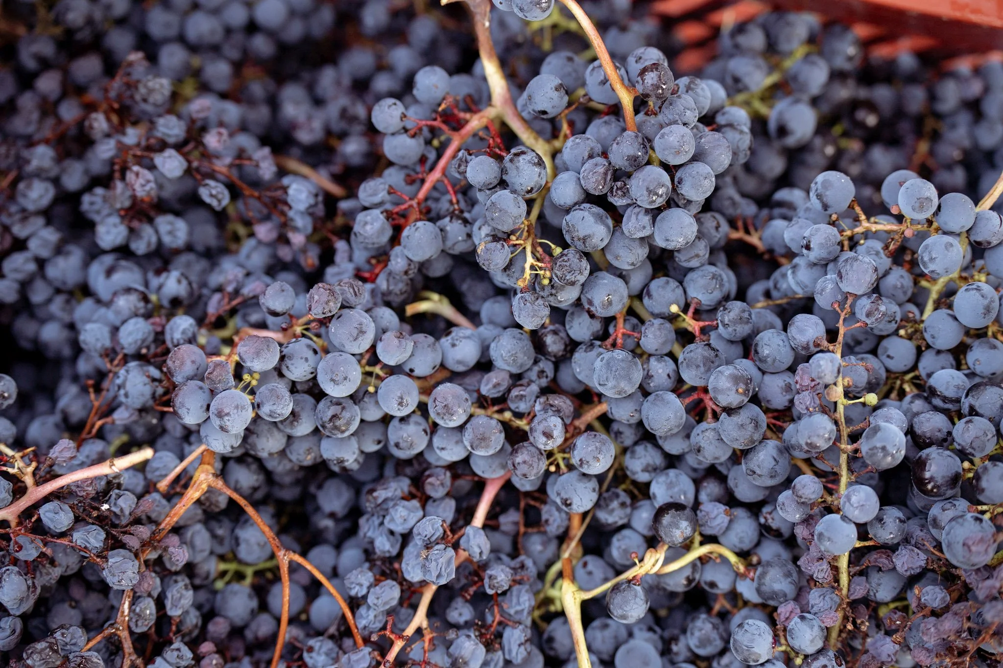 Ra Glue de raisins noirs dans une grappe