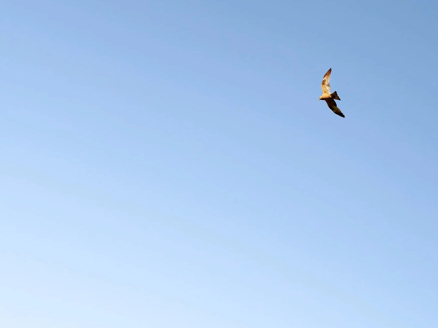 Un oiseau vole dans un ciel clair et bleu.