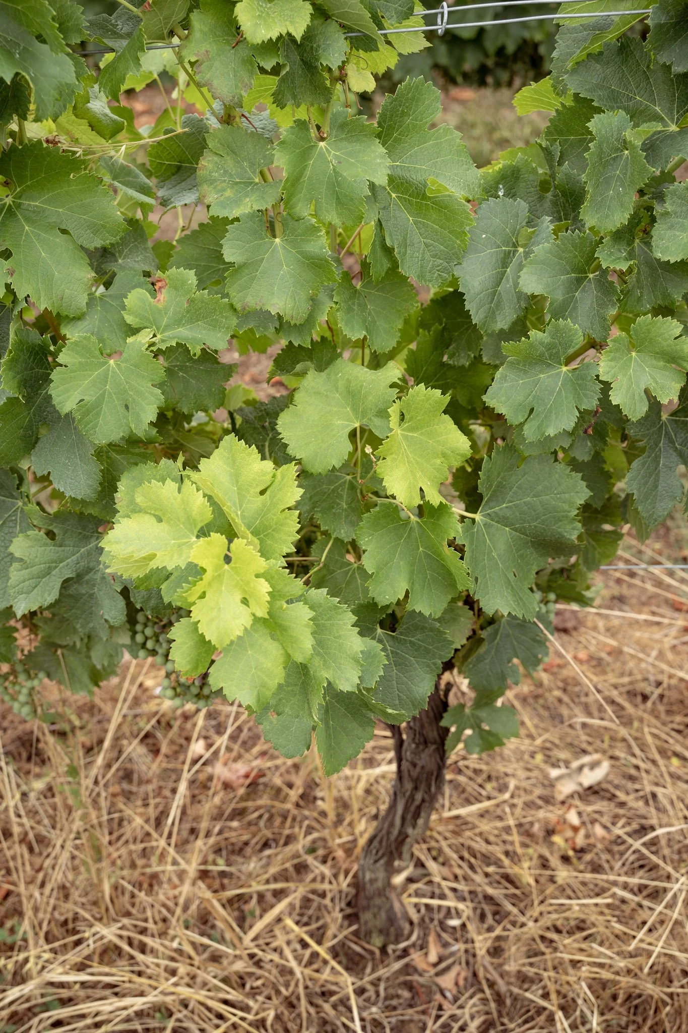 Vignes avec feuilles vertes et jeunes raisins en développement