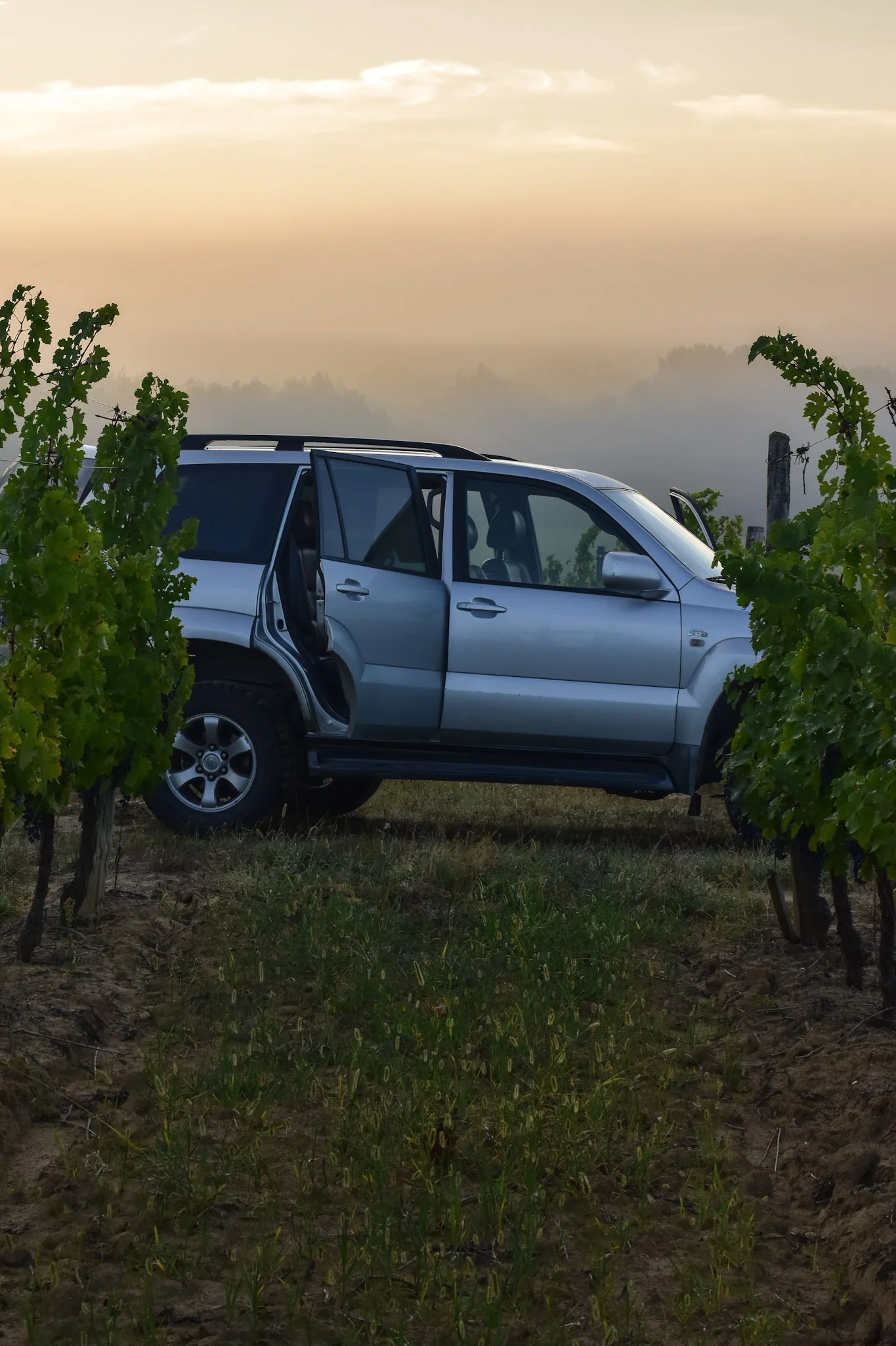 Une voiture grise stationnée dans un vignoble avec un coucher de soleil orangé en arrière-plan et une légère brume dans le paysage.