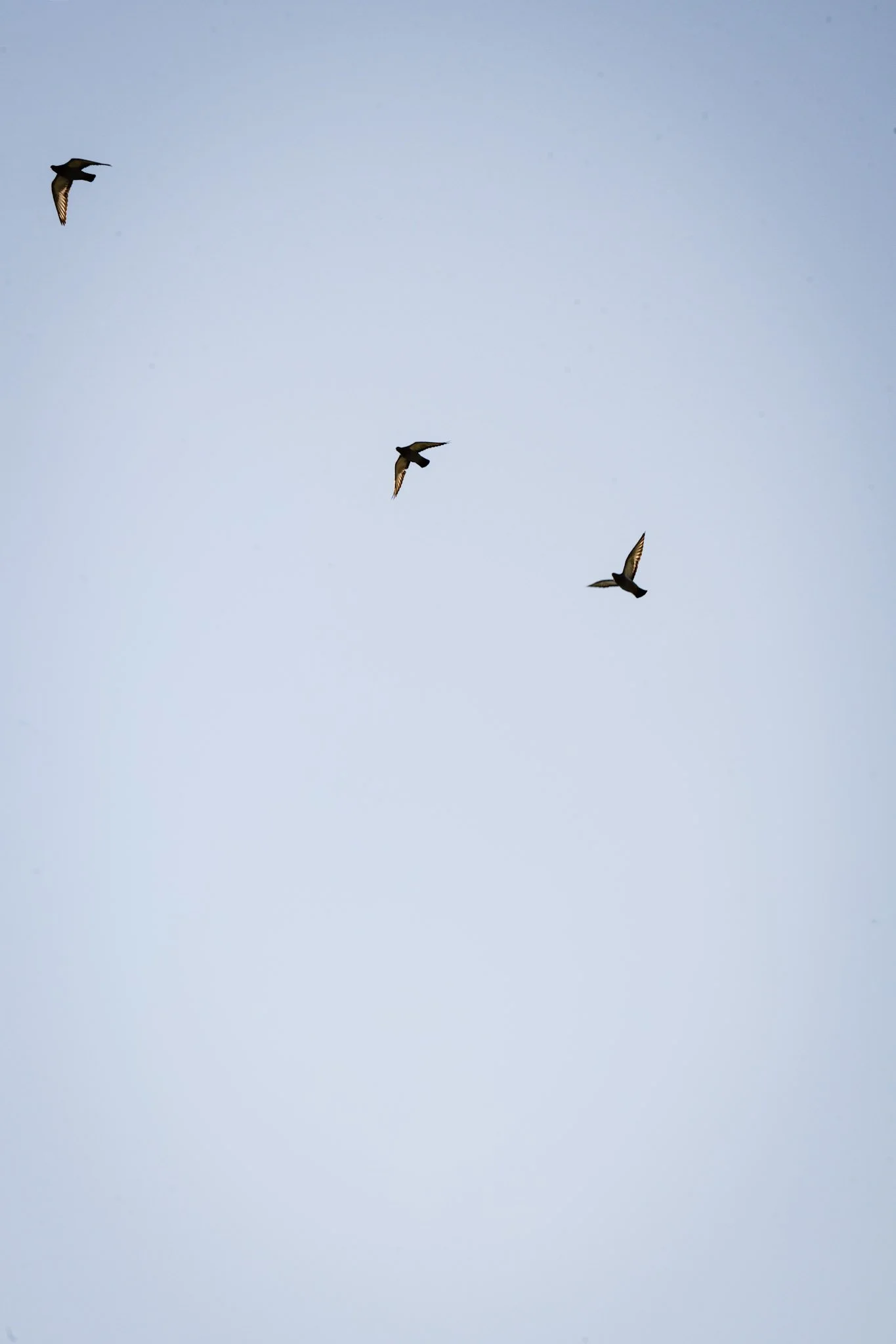 Trois oiseaux volant dans un ciel clair.