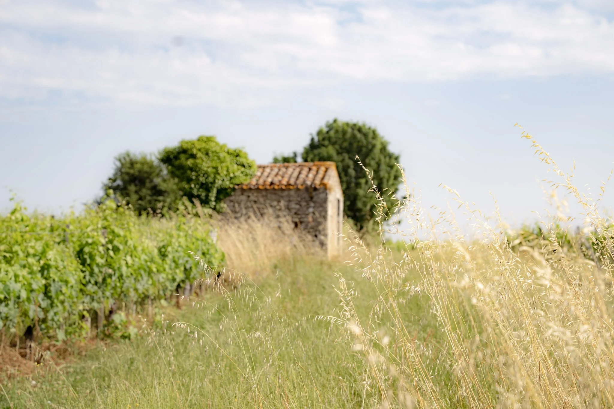 Champ de blé avec un petit bâtiment en pierre avec un toit en tuiles, entouré d'arbres et de champs verts, sous un ciel partiellement nuageux.