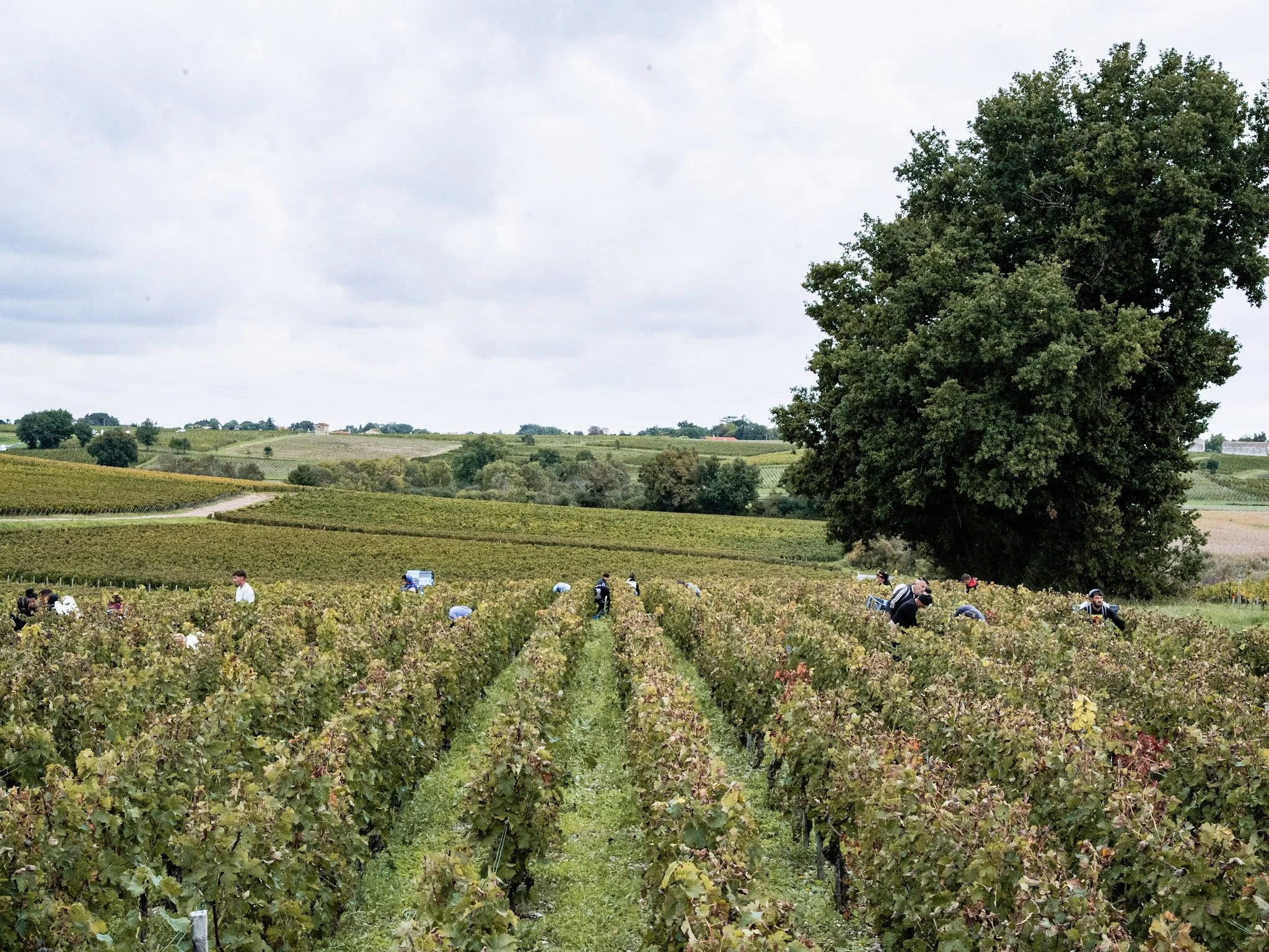 Vignoble avec des travailleurs récoltant des raisins sous un ciel nuageux, grande arbre à droite, collines à l'horizon.