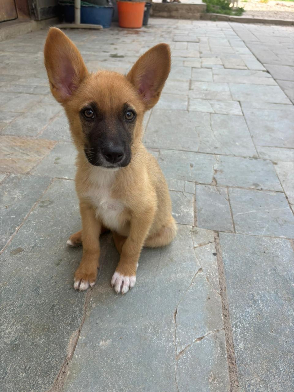chiquita1.jpeg