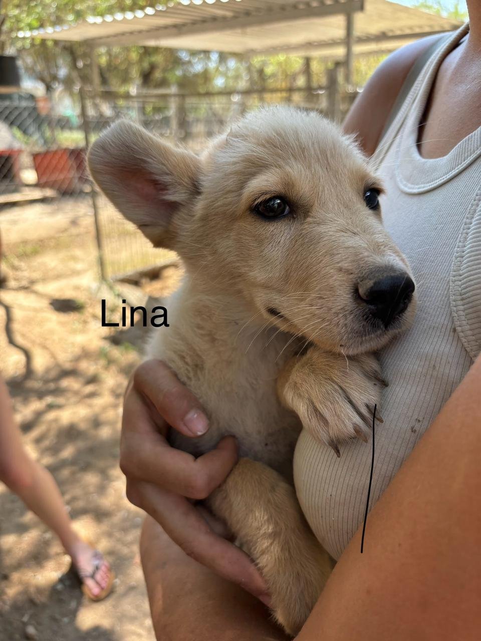 lina7.jpg