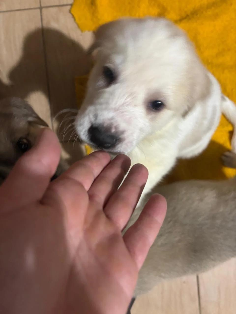 WhatsApp Image 2026-04-03 at 13.29.01(8).jpeg