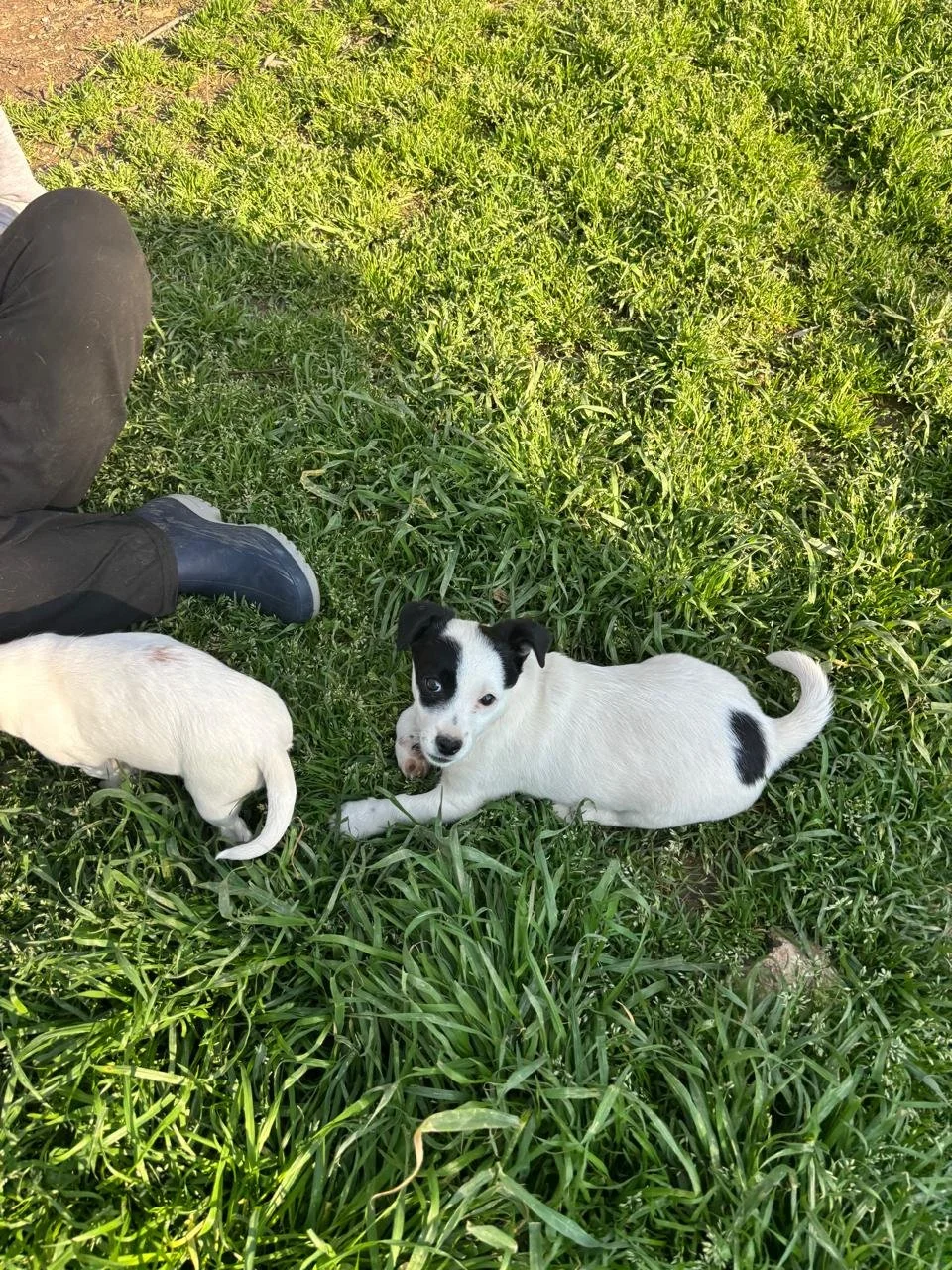 WhatsApp Image 2026-04-05 at 16.46.10.jpeg