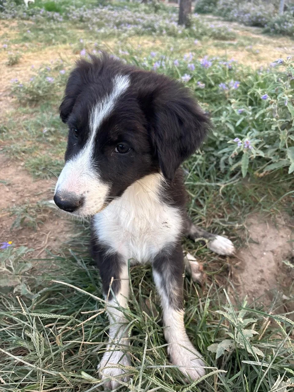 willow6.jpg