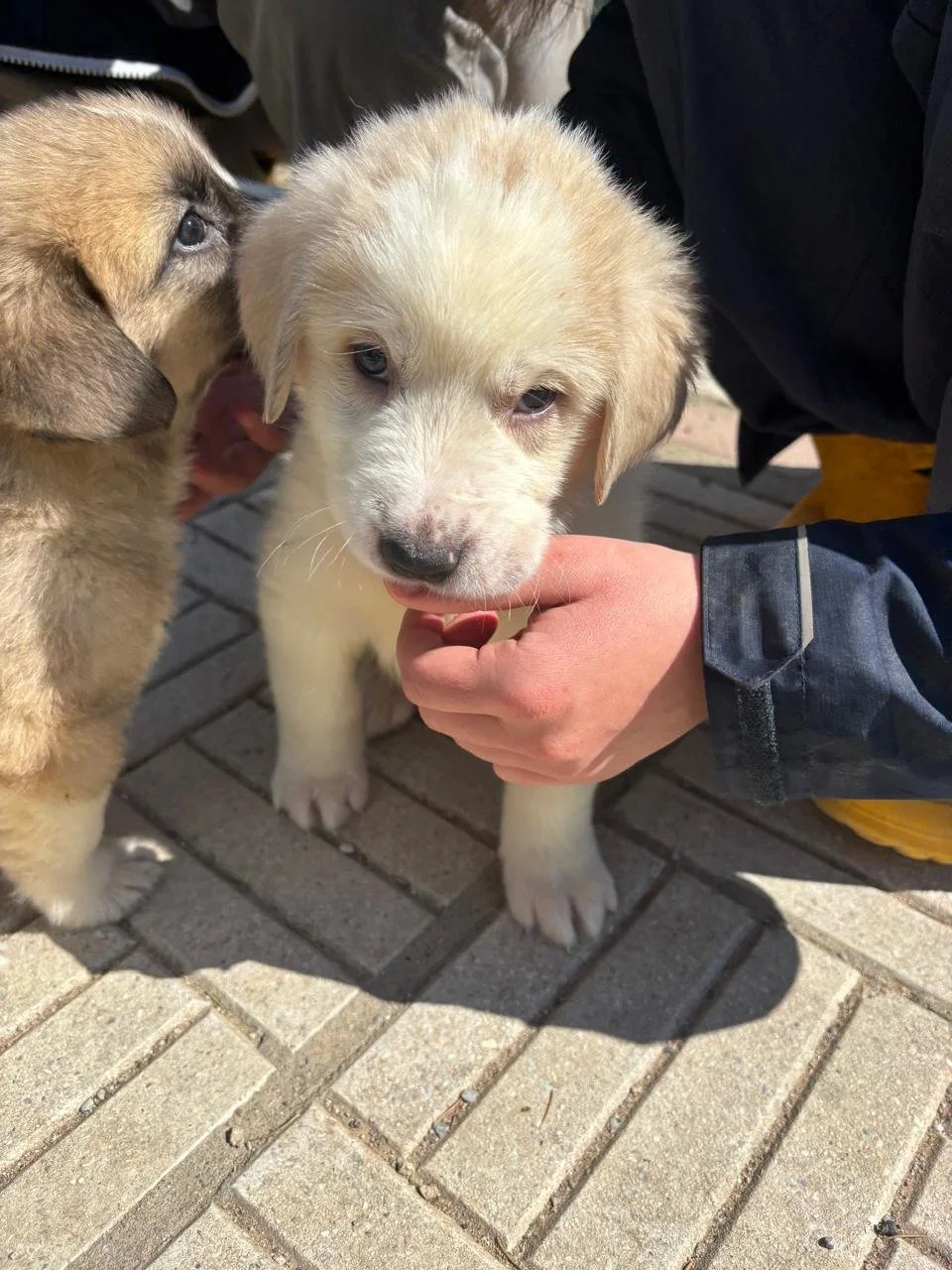 WhatsApp Image 2026-04-03 at 13.29.01(3).jpeg