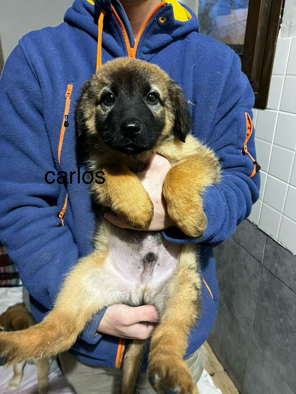 carlos9.jpg