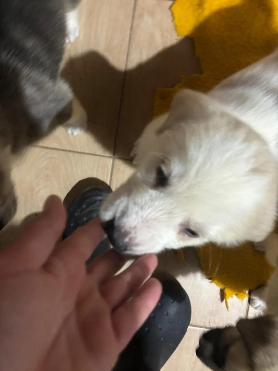 WhatsApp Image 2026-04-03 at 13.29.01(6).jpeg