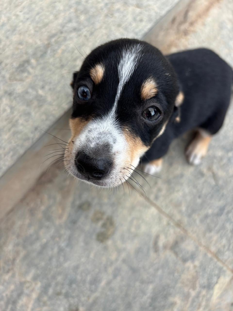 ziggy2.jpeg