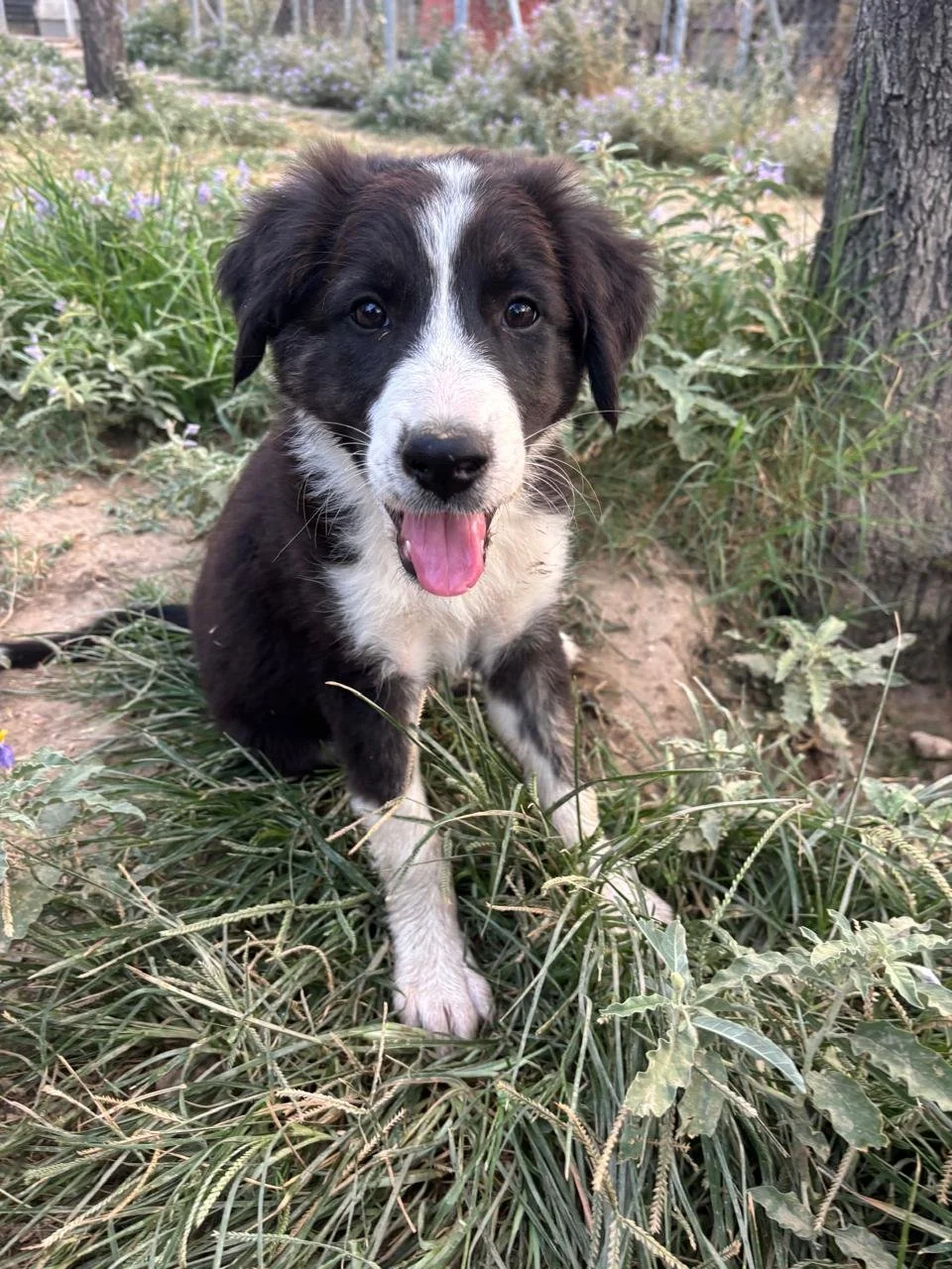 willow4.jpg