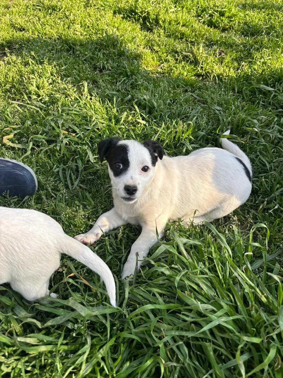 WhatsApp Image 2026-04-05 at 16.46.10 (1).jpeg