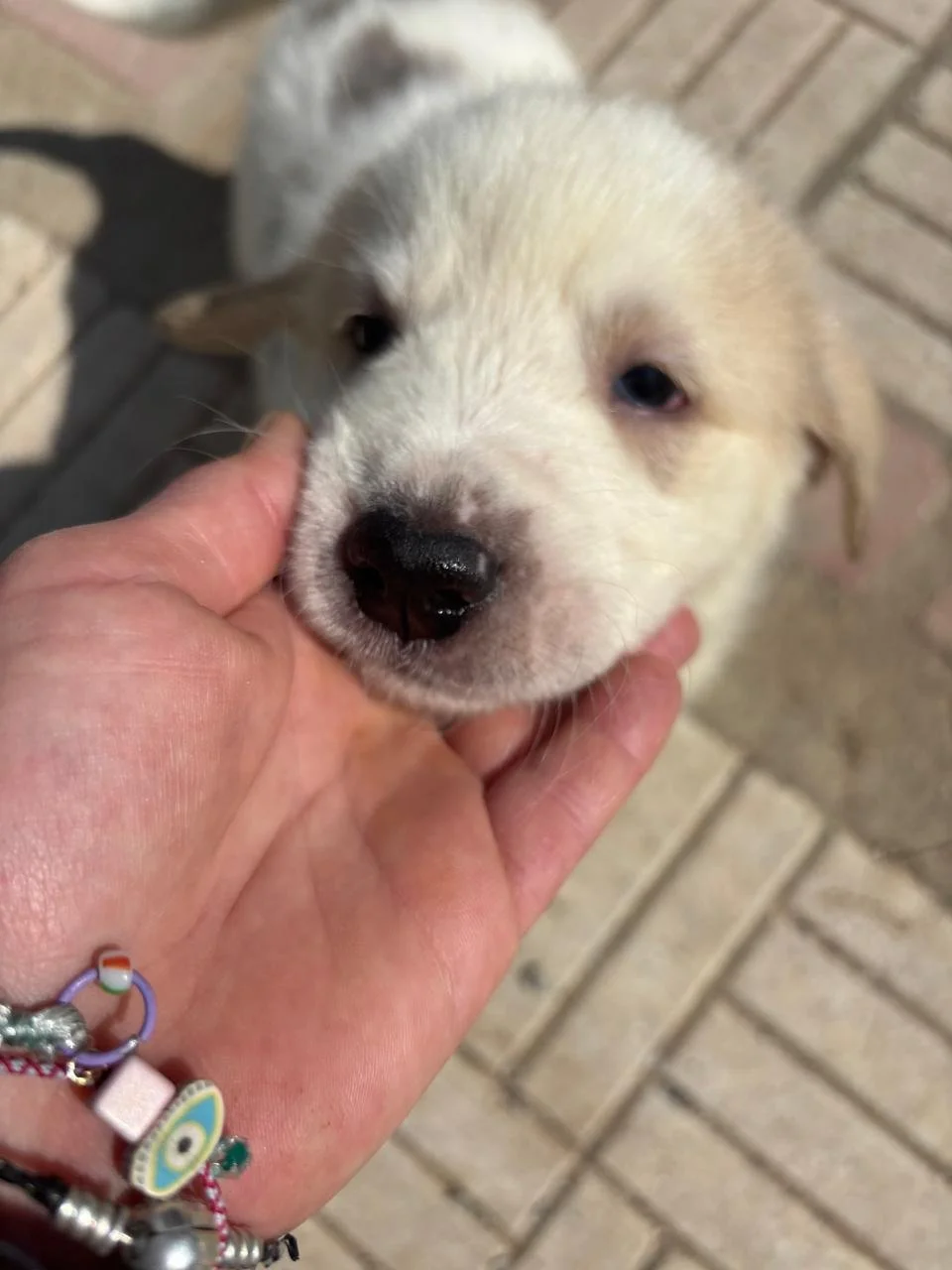 WhatsApp Image 2026-04-03 at 13.29.01(2).jpeg