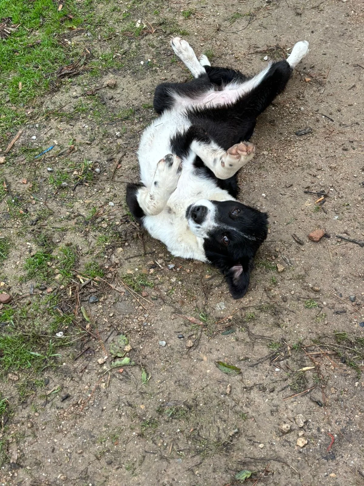 tilly1.jpg