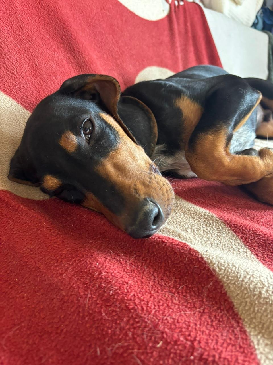 marley.jpeg
