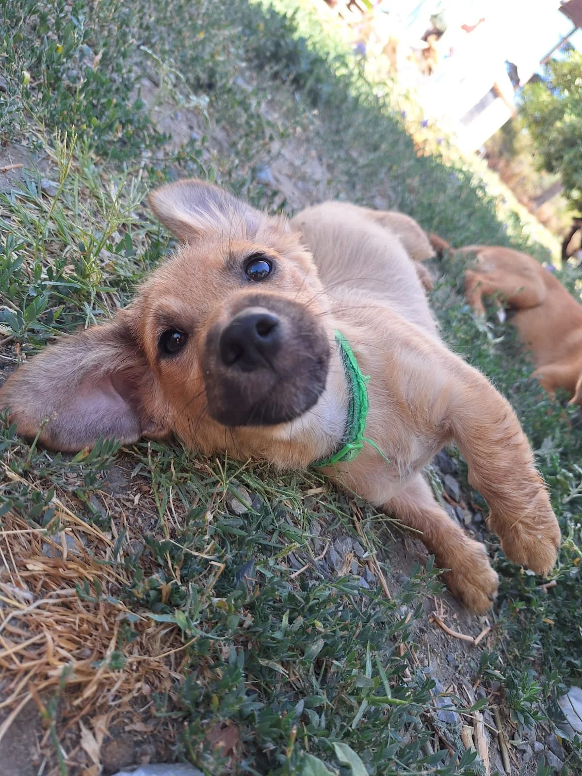 cookie16.jpg