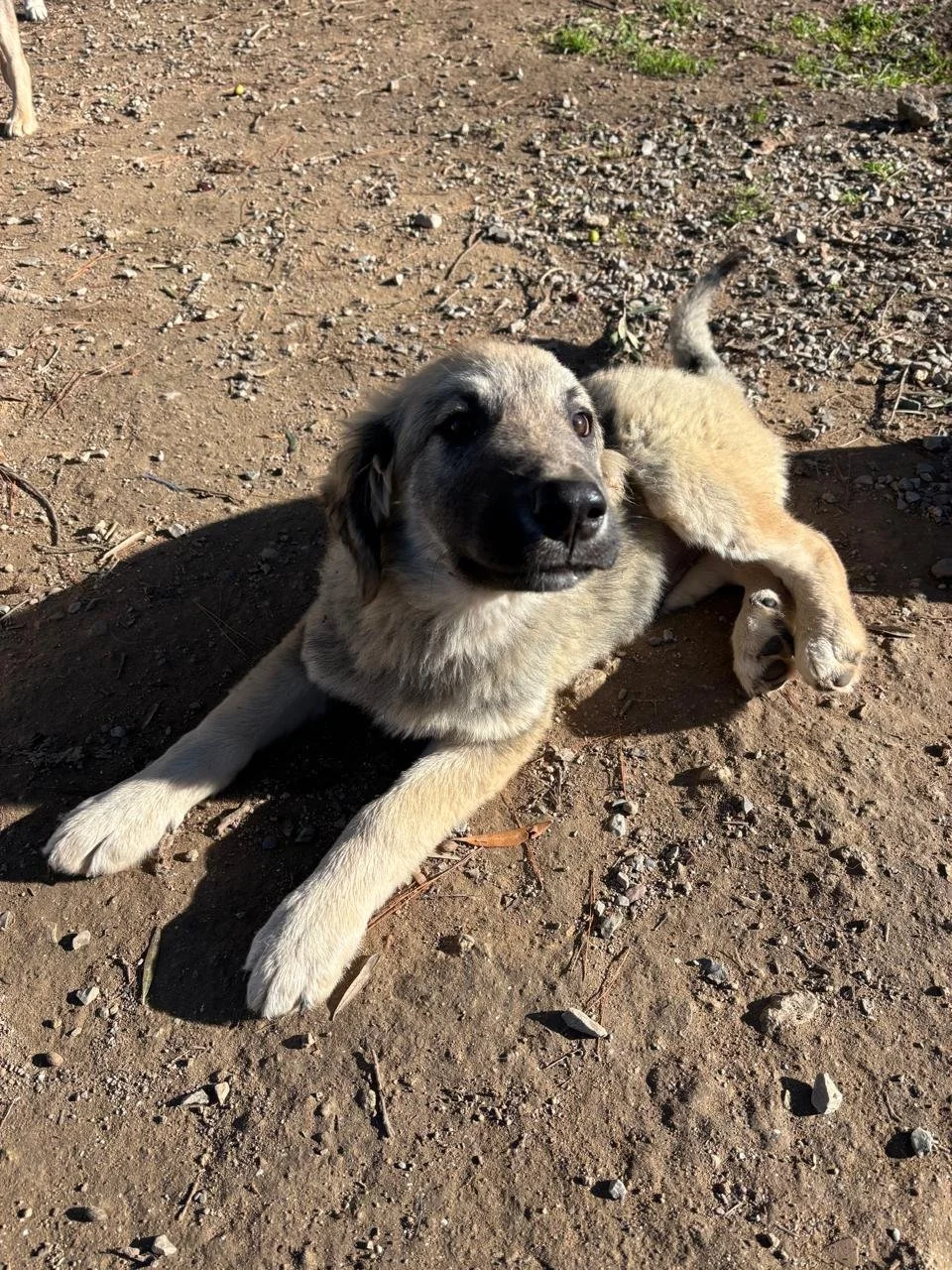 WhatsApp Bild 2025-12-09 um 13.43.58_af7f4062.jpg