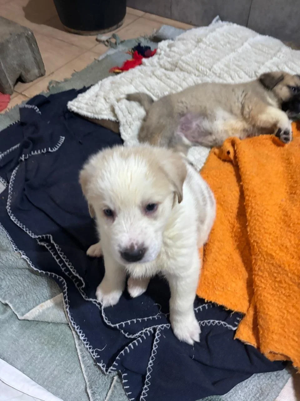 WhatsApp Image 2026-04-03 at 13.29.01(1).jpeg