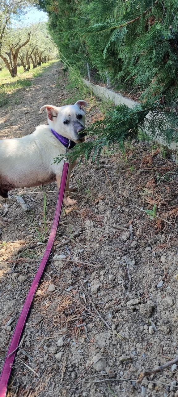 dobby2.jpg