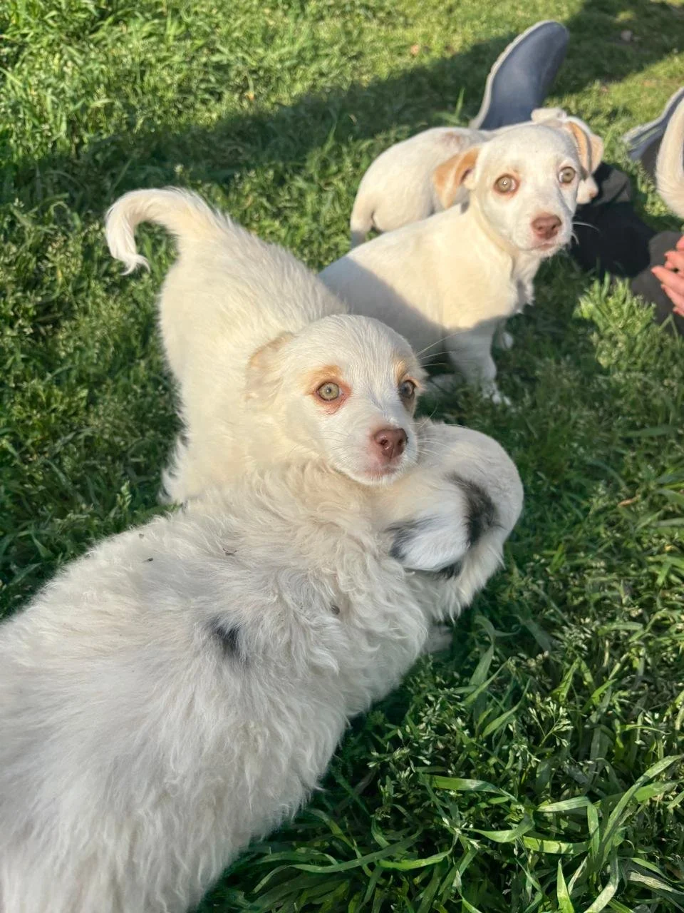 WhatsApp Image 2026-04-05 at 16.41.29 (5).jpeg