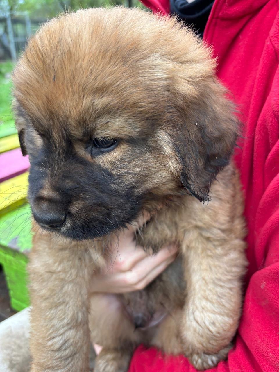 Chewbacca 10.jpg