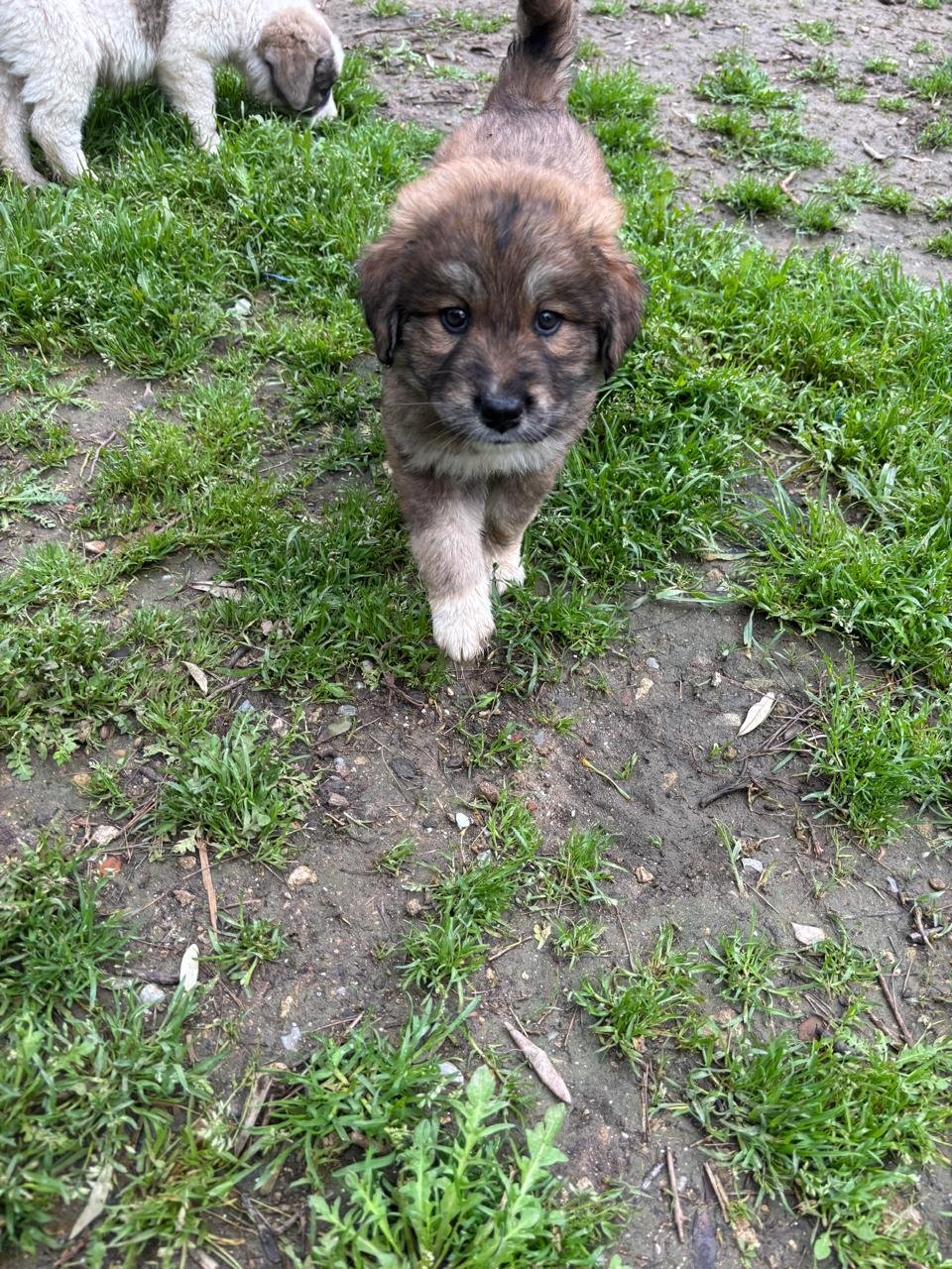 fluff1.jpg